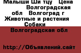 Малыши Ши тцу › Цена ­ 8 000 - Волгоградская обл., Волгоград г. Животные и растения » Собаки   . Волгоградская обл.